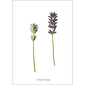 Nr. 04: Lavendel