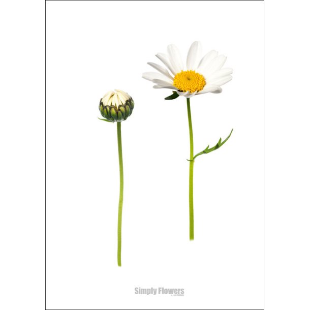 Nr. 08: Marguerit