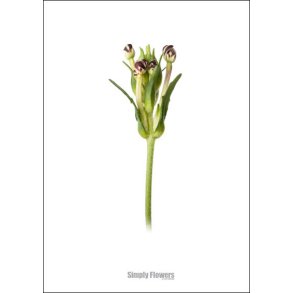 Nr. 27: Floks