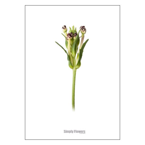 Nr. 27: Floks