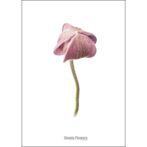 Nr. 28: H�stanemone, knop