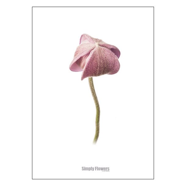Nr. 28: H�stanemone, knop