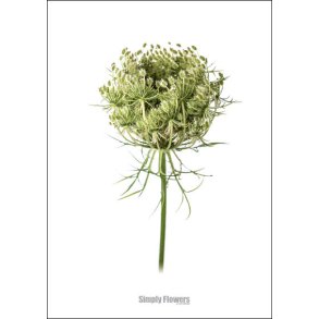 Nr. 29: Vild gulerod, knop