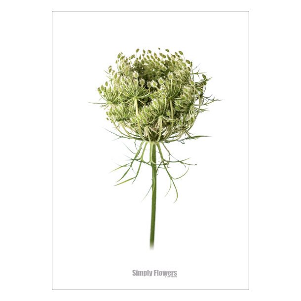 Nr. 29: Vild gulerod, knop