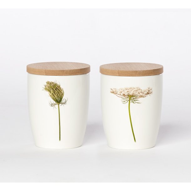 Nr. 16: Vild Gulerod