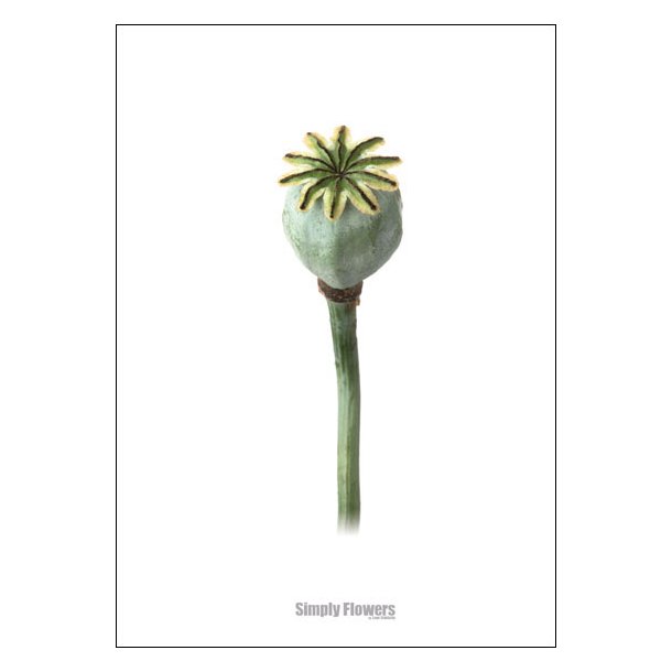 Nr. 30: Opiumsvalmue, fr�stand