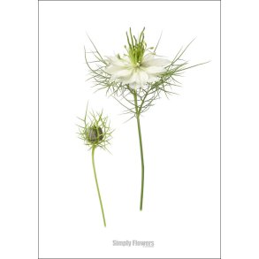 Nr. 32: Hvid Nigella