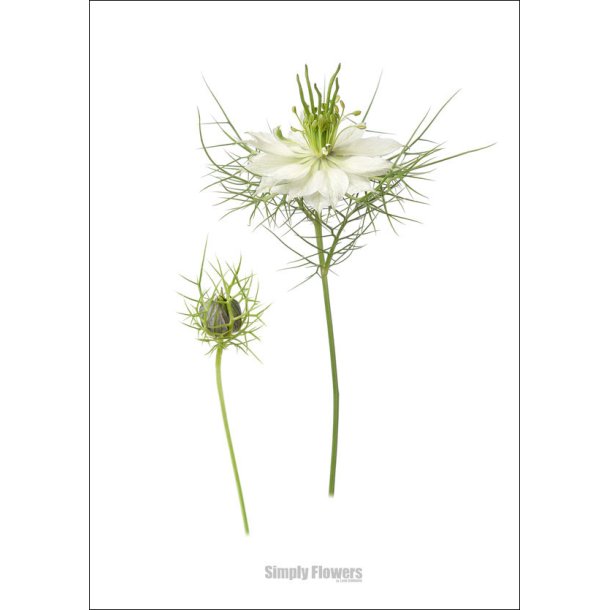 Nr. 32: Hvid Nigella