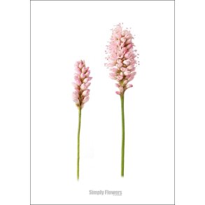 Nr. 33: Fersken-Pileurt
