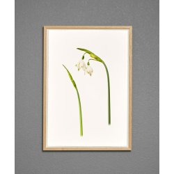 Nr. 02: Dorthealilje