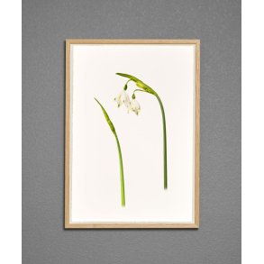 Nr. 02: Dorthealilje