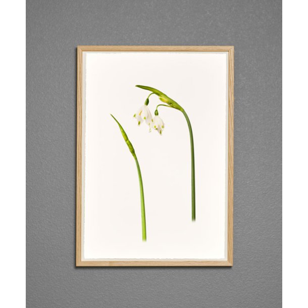 Nr. 02: Dorthealilje