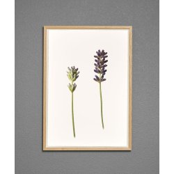 Nr. 04: Lavendel