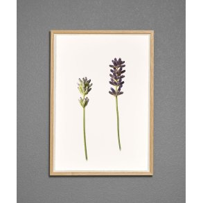Nr. 04: Lavendel