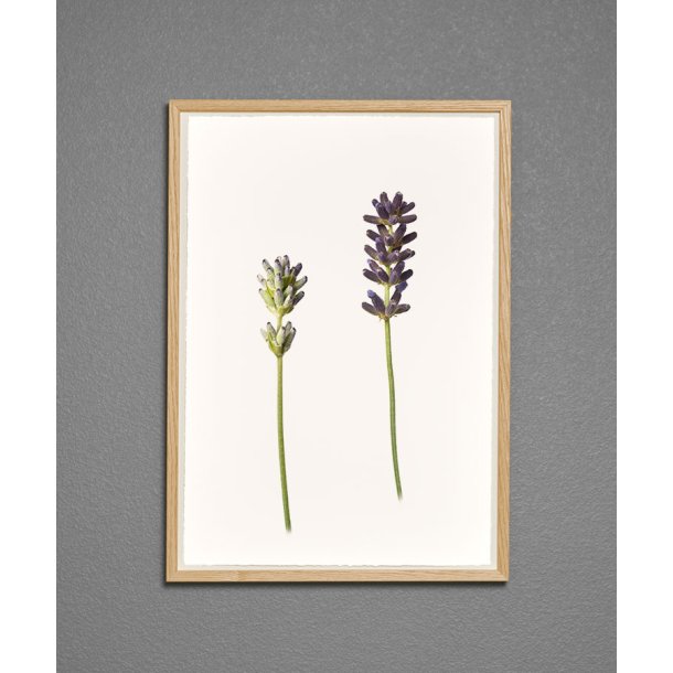 Nr. 04: Lavendel