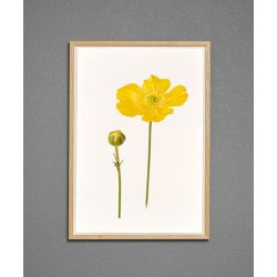 Nr. 05: Sm�rblomst