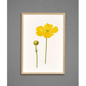 Nr. 05: Sm�rblomst