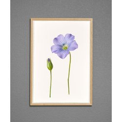 Nr. 07: Bl� h�rblomst