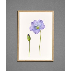 Nr. 07: Bl� h�rblomst