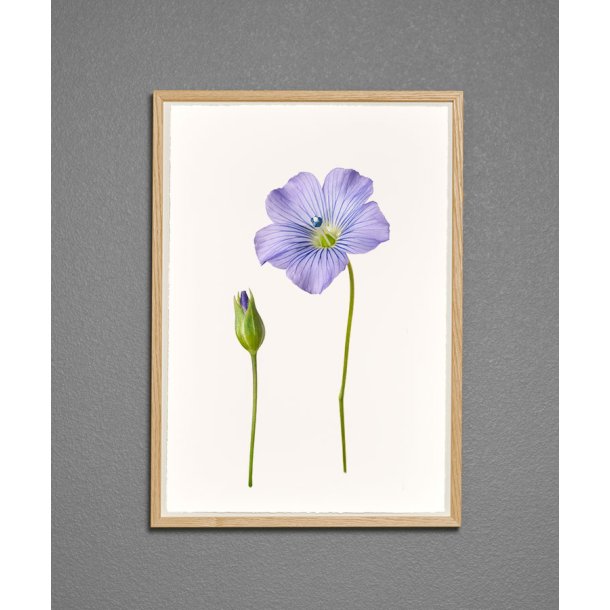 Nr. 07: Bl� h�rblomst