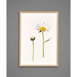 Nr. 08: Marguerit