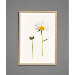 Nr. 08: Marguerit