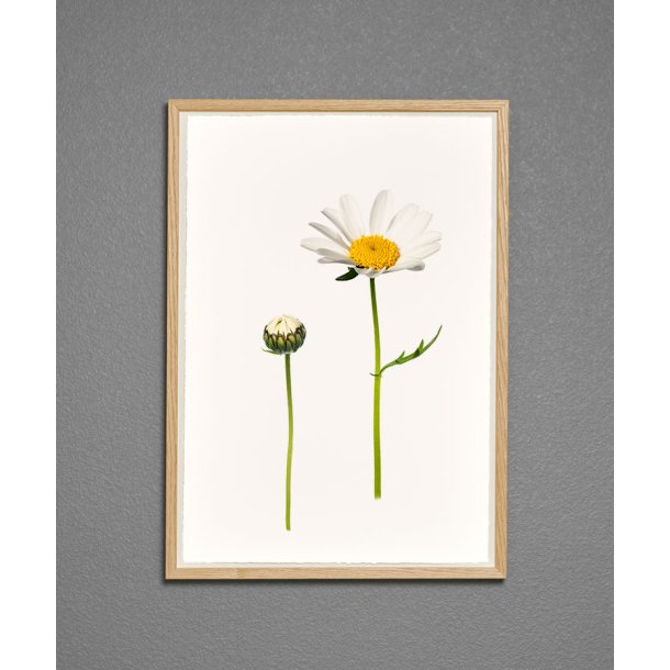 Nr. 08: Marguerit