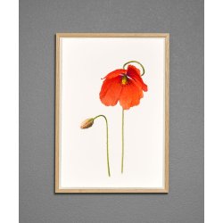 Nr. 09: Valmue