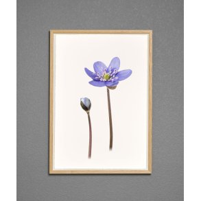 Nr. 10: Bl� anemone