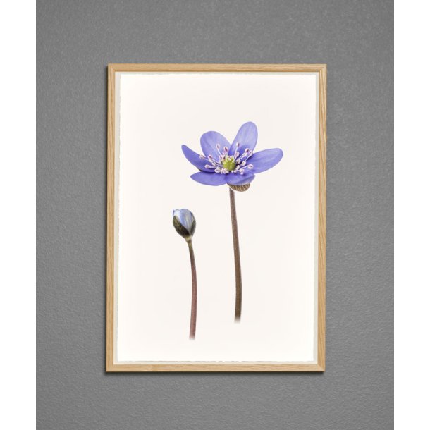 Nr. 10: Bl� anemone