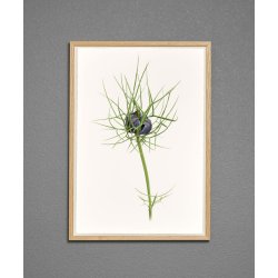 Nr. 13A: Jomfru i det gr�nne, knop