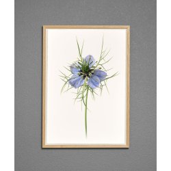 Nr. 13B: Jomfru i det gr�nne, blomst
