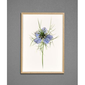 Nr. 13B: Jomfru i det gr�nne, blomst