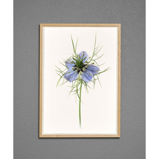 Nr. 13B: Jomfru i det gr�nne, blomst