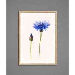 Nr. 15: Kornblomst