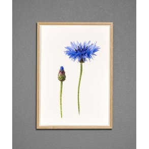 Nr. 15: Kornblomst
