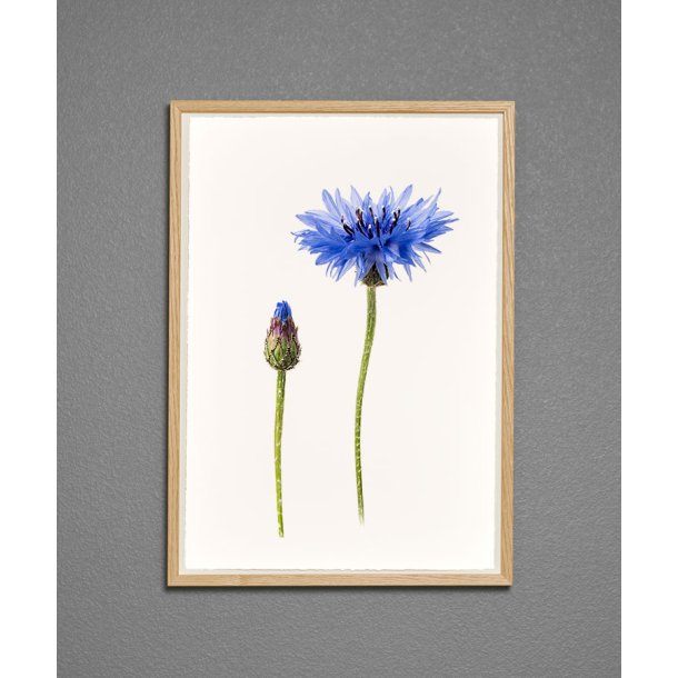 Nr. 15: Kornblomst