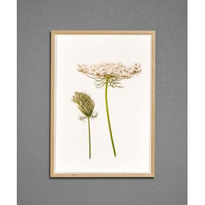 Nr.16: Vild gulerod