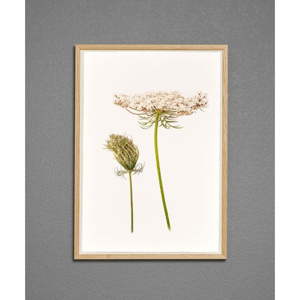 Nr.16: Vild gulerod