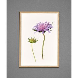 Nr. 20: Bl�hat
