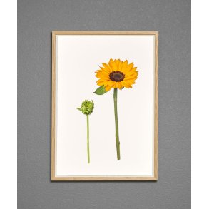 Nr. 22: Solsikke