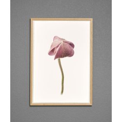 Nr. 28: H�stanemone, knop