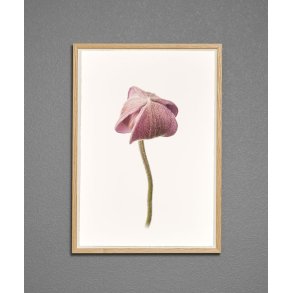 Nr. 28: H�stanemone, knop
