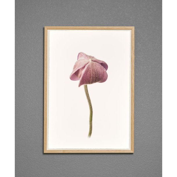 Nr. 28: H�stanemone, knop