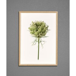 Nr. 29: Vild gulerod, knop