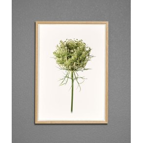 Nr. 29: Vild gulerod, knop