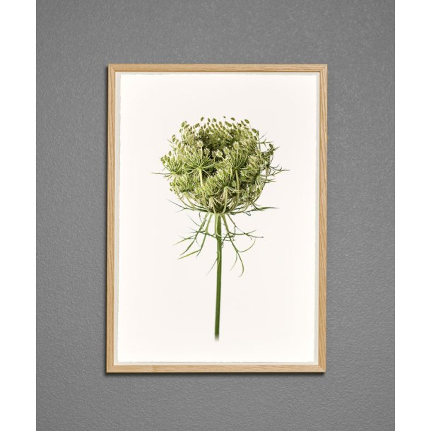 Nr. 29: Vild gulerod, knop