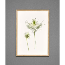 Nr. 32: Hvid Nigella