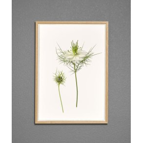 Nr. 32: Hvid Nigella