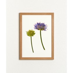 Nr. 01: Bl�munke